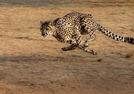 Cheetah running