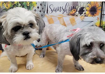 Toni's dogs two with white and grey fur