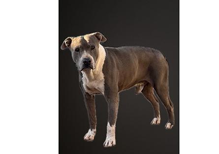 Toni's dogs a grey and white pitbull breed
