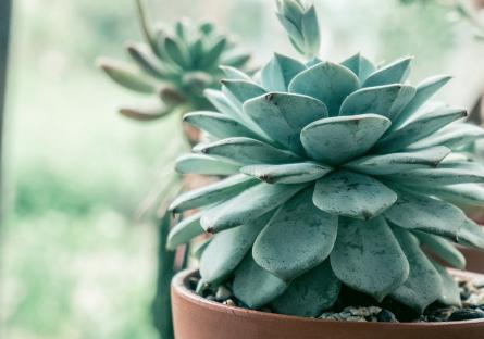 Succulent plant by a window