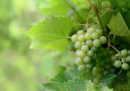 green grapes on the vine